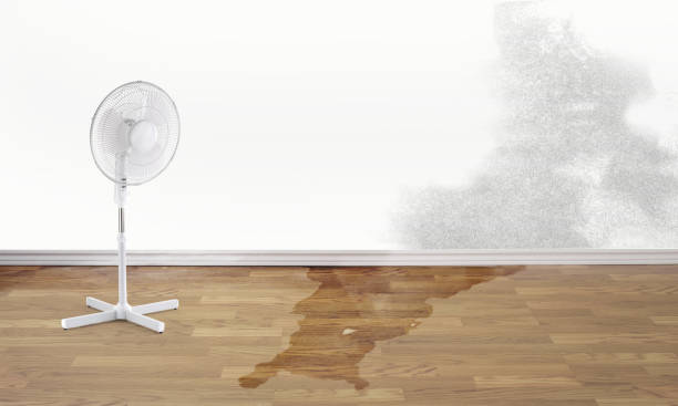 Best Professional water damage repair  in Bluffton, OH